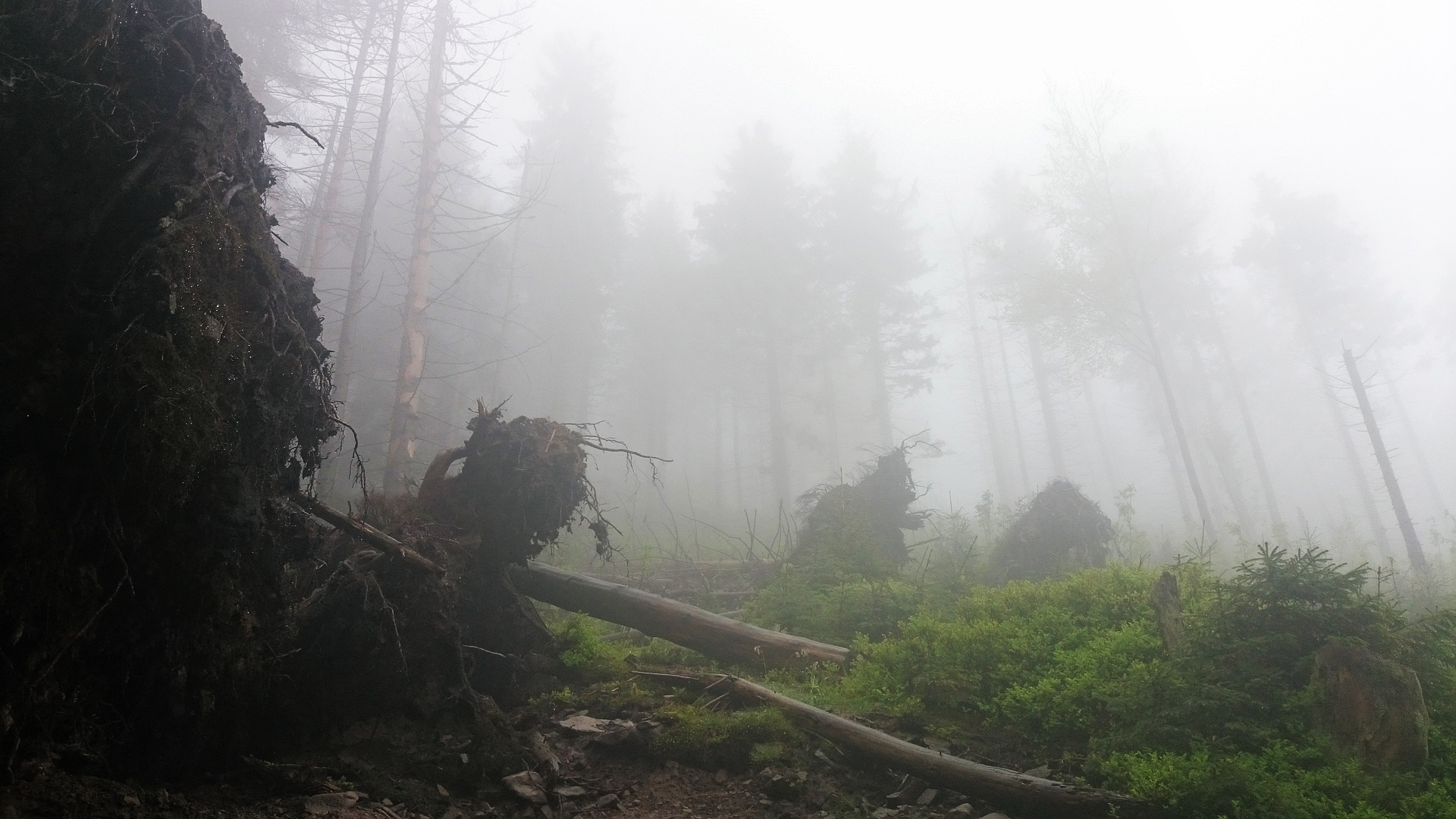 Ακόμα τρέμουν… Το στοιχειωμένο δάσος και οι κραυγές που παραπέμπουν σε ταινία θρίλερ… (video)