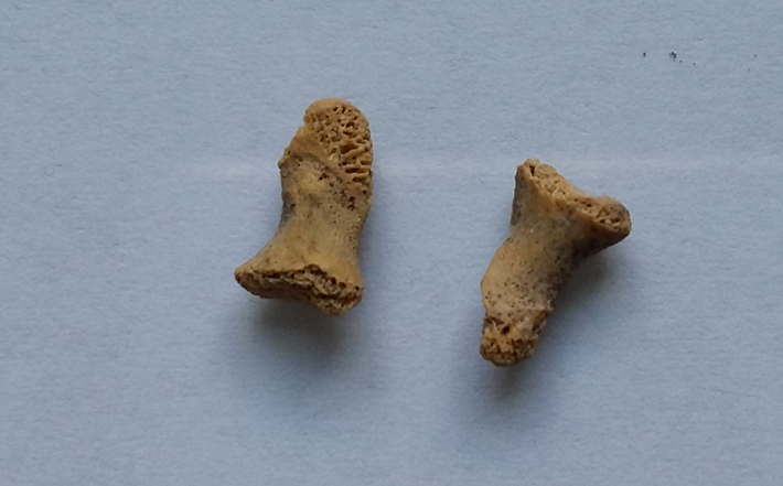 Αρχαιολόγοι ανακάλυψαν οστά νεάντερταλ 115.000 ετών – Τον είχε κατασπαράξει πτηνό – γίγας