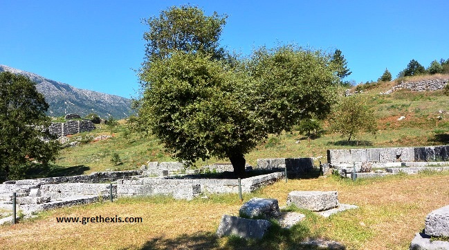 Dodona_Oak_grethexis.com_