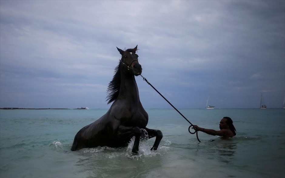 Ηλεία: Άλογο κολύμπησε για χιλιόμετρα και κατέληξε σε ερημική παραλία για 15 ημέρες (φωτό)