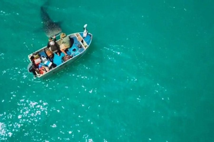Φαλαινοκαρχαρίας άρχισε να γυρνά γύρω από την βάρκα τους ώσπου έγινε κάτι φοβερό! (βίντεο)