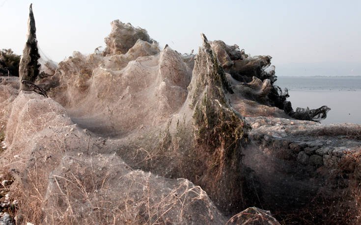 Εντυπωσιακές εικόνες από το πέπλο αράχνης στη Βιστωνίδα