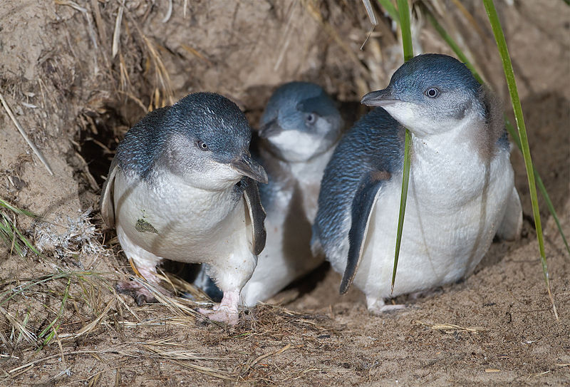 Αυστραλία: Μυστήριο με το θάνατο 60 μίνι-πιγκουίνων