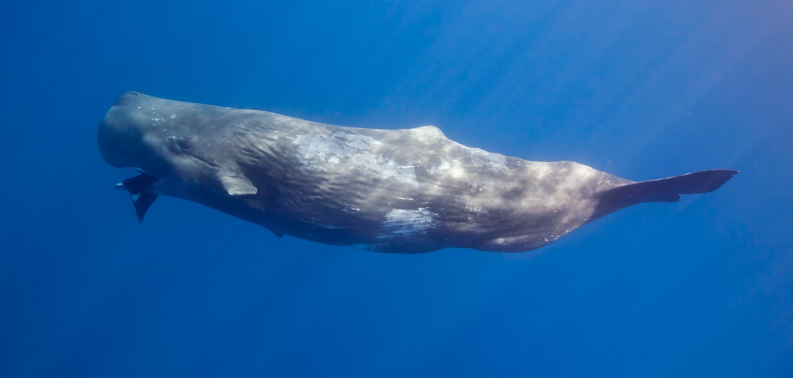 Μοναδική εικόνα: Φάλαινα φυσητήρας θηλάζει το μικρό της στο Αιγαίο!