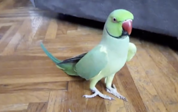 Ερωτιάρης παπαγάλος: Ζητάει συνέχεια φιλιά! (βίντεο)