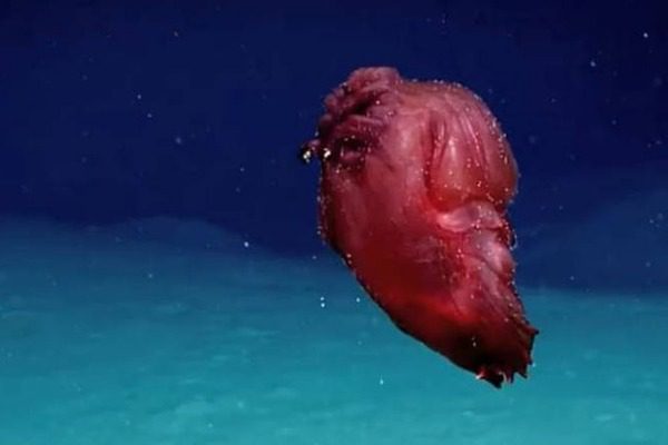 Το τρομακτικό πλάσμα που εντοπίστηκε στα νερά της Ανταρκτικής (βίντεο)
