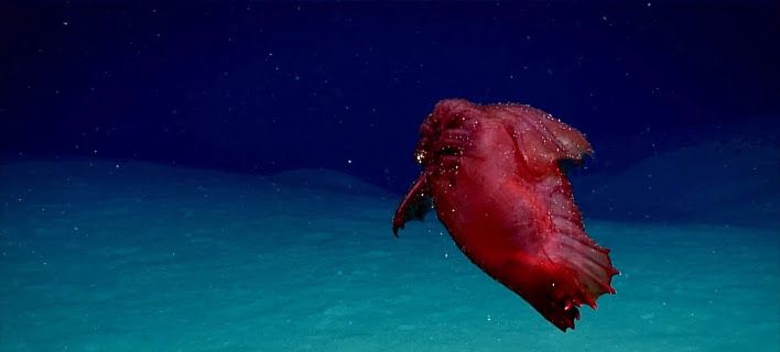 Αυτό είναι το  «ακέφαλο κοτόπουλο τέρας» που βρίσκεται στα νερά του Νότιου Ωκεανού (βίντεο)