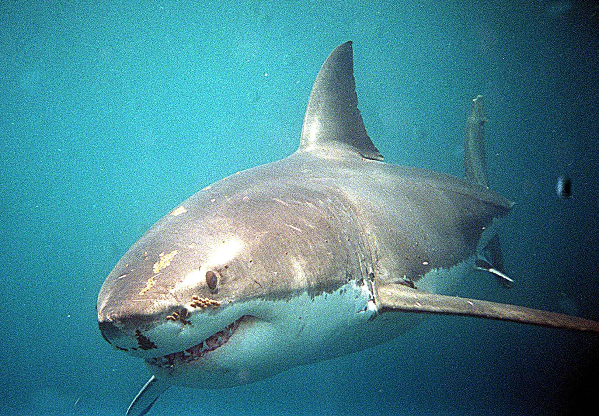 Το μεγαλύτερο σπονδυλωτό στον κόσμο είναι ένας καρχαρίας… 512 ετών (φωτο)