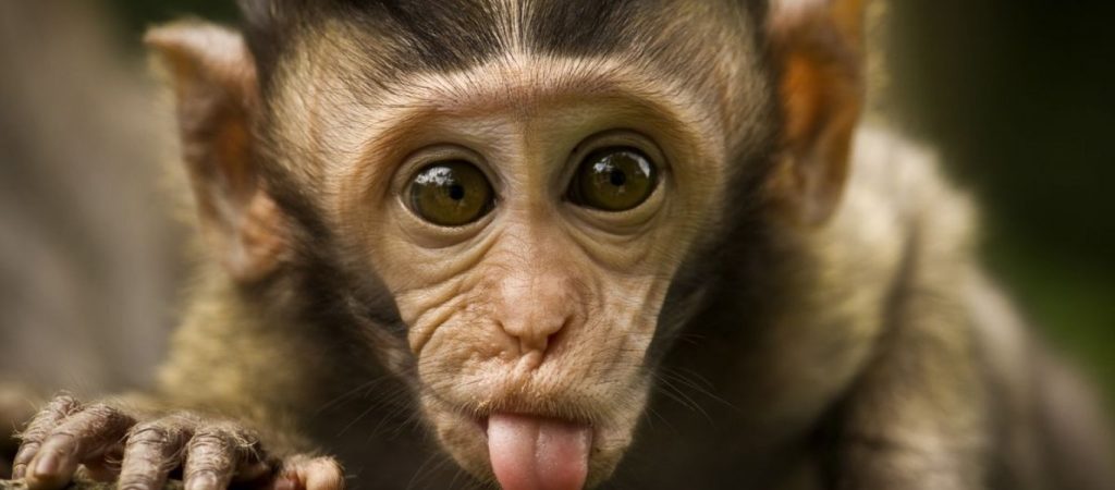 Μαϊμούδες σκότωσαν 72χρονο – Toυ πέταξαν πάνω από 20 τούβλα!