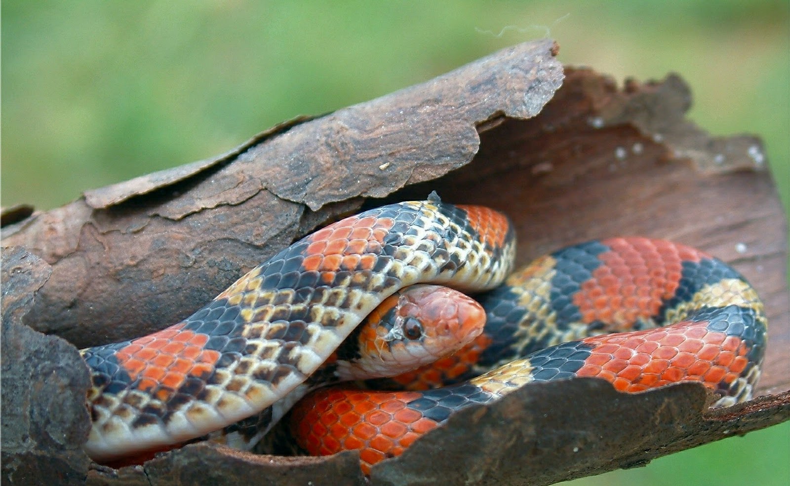 2013 какой змеи. Scarlet Snake. Змеи в Литве. Змея и Страна. Cemophora coccinae.