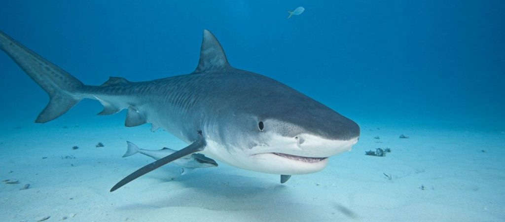 Δολοφονική επίθεση ενός λευκού καρχαρία μπροστά στα μάτια τουριστών (βίντεο)