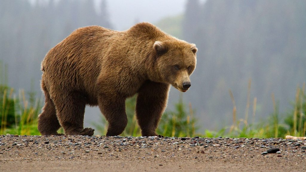 Αρκούδες κατασπάραξαν λύκο μπροστά στα μάτια των επισκεπτών – Βίντεο