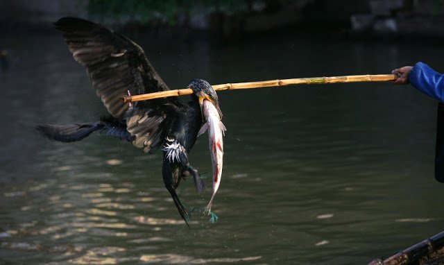 Ψάρεμα με πουλιά; Η παράξενη ιαπωνική μέθοδος ψαρέματος που χρησιμοποιείται εδώ και 1.300 χρόνια! (βίντεο)
