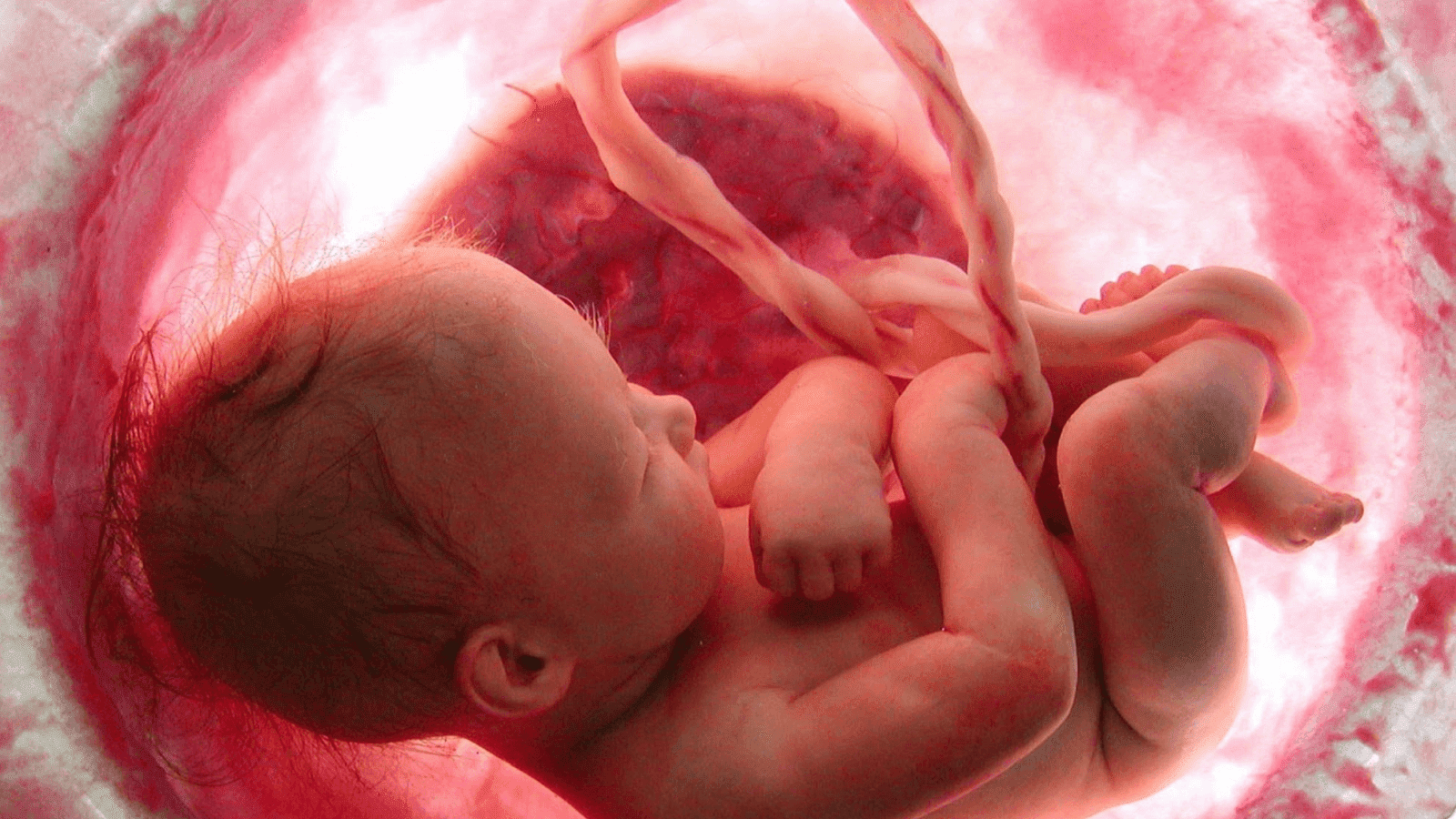 Πως αναπτύσσεται το έμβρυο μέσα στην μήτρα-Το βίντεο με τα 11.000.000 views