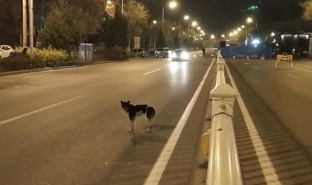 Ένας ακόμα «Χάτσικο» – Σκύλος εδώ και 80 μέρες περιμένει στο σημείο που σκοτώθηκε το αφεντικό του! (βίντεο)