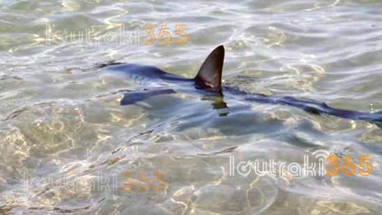 Καρχαρίας 2 μέτρων στο λιμάνι του Λουτρακίου! (φώτο – βίντεο)