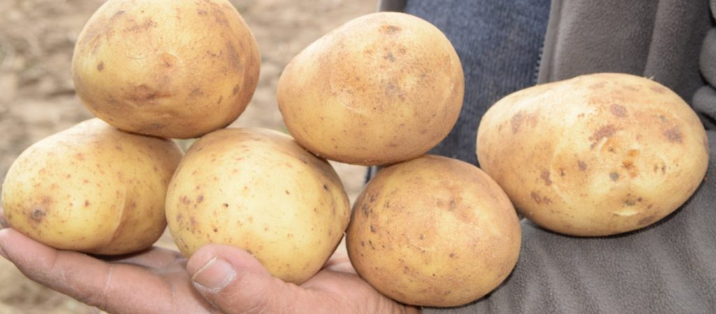 Tι κίνδυνος υπάρχει με τις πατάτες που πρασινίζουν (βίντεο)