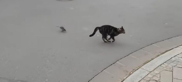 Ποντίκι «δείχνει» σε γάτα ποιος είναι το μεγάλο αφεντικό (βίντεο)