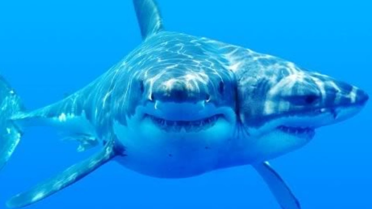 Η απόλυτα τρομακτική συλλογή: Κάμερα καταγράφει «στενές επαφές» με καρχαρίες