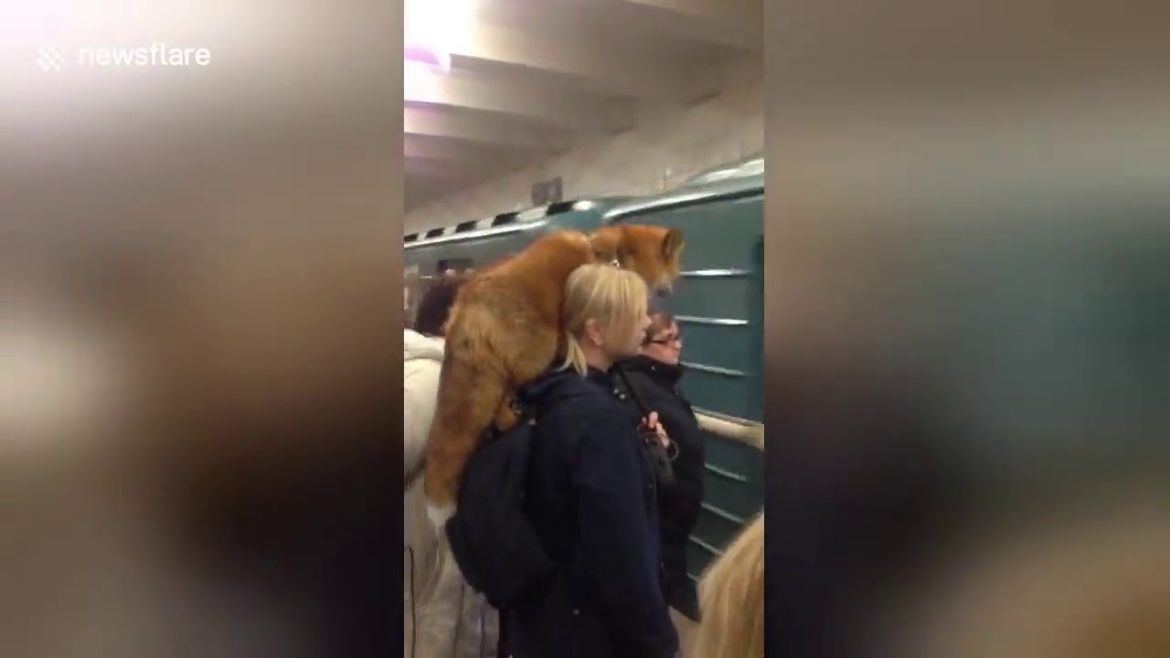Μπήκε στο μετρό με… την αλεπού της (βίντεο)