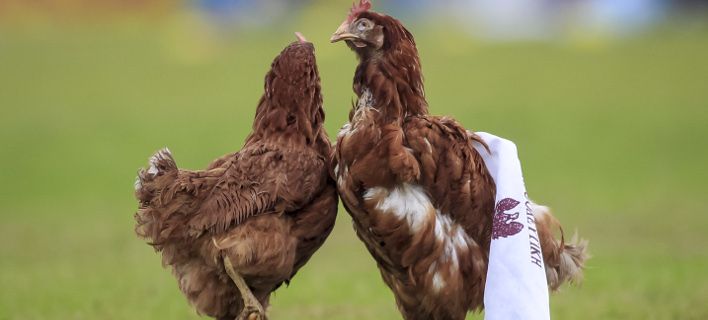 Καζούρα από άλλη εποχή – Υποδοχή με κότες στο τοπικό ντέρμπι Ιωνικός-Προοδευτική (φώτο)
