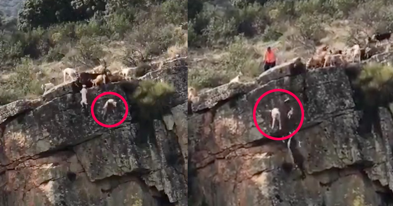 Σάλος στην Ισπανία: 12 σκυλιά κατασπαράζουν ελάφι και τα μισά κάνουν «βουτιά θανάτου» στο γκρεμό (βίντεο)