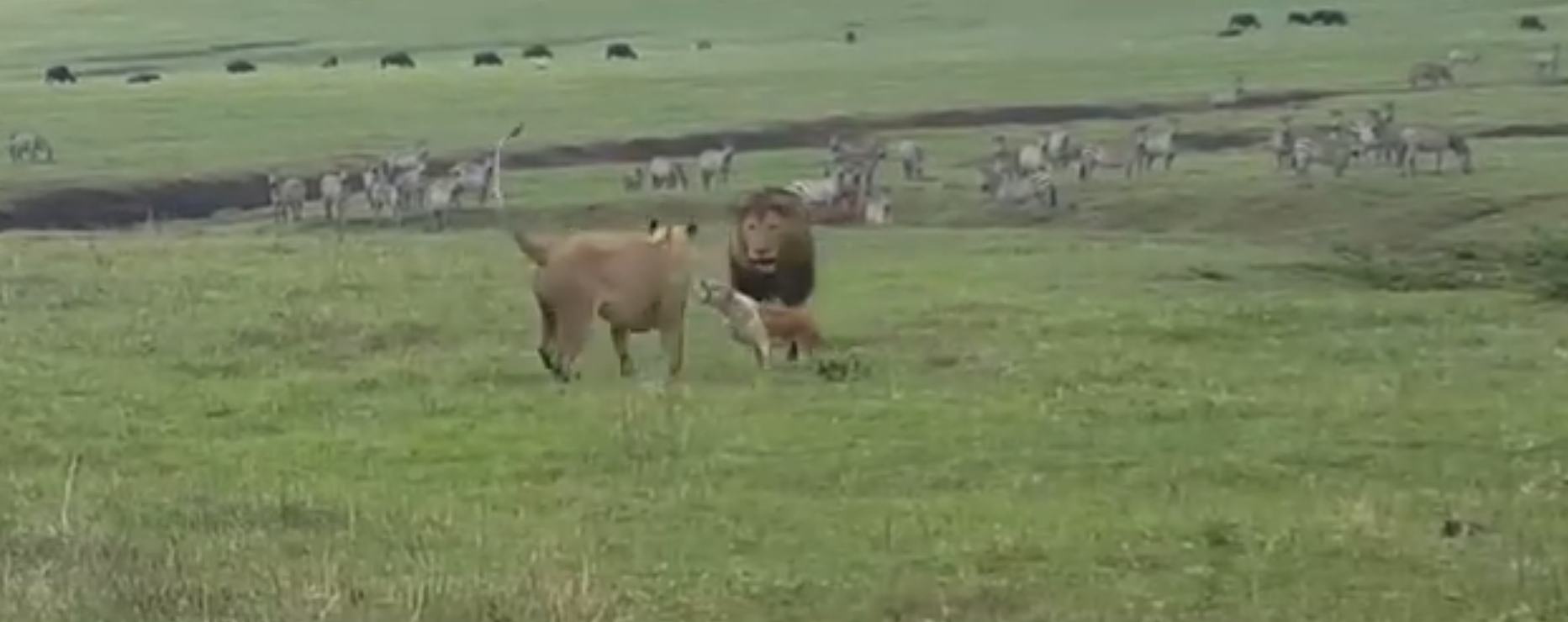 «Μάγκας» σκύλος τα βάζει με δύο λιοντάρια – Δείτε τι έγινε (βίντεο)
