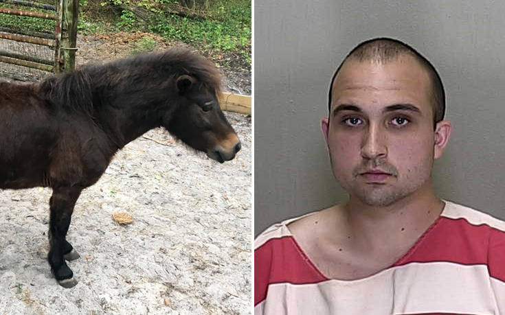 Νεαρός ομολόγησε ότι συνευρέθει με άλογο μινιατούρα τέσσερις φορές σε μια εβδομάδα! Φορούσε προφυλακτικό!