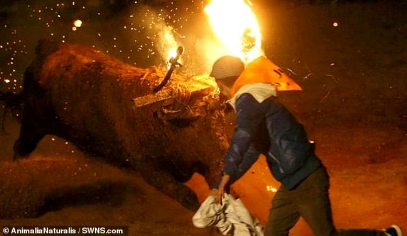 Ανάβουν φωτιά στα κέρατα του ταύρου και το ζώο τρελαίνεται από τον τρόμο πριν πεθάνει – Σκληρό βίντεο