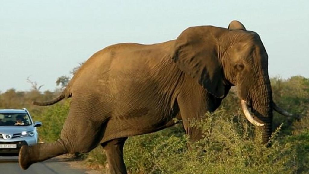 Συγκλονιστικό βίντεο και μάθημα ζωής: Μαμά ελεφαντίνα ακούει το παιδί της να ουρλιάζει και τρέχει να το σώσει