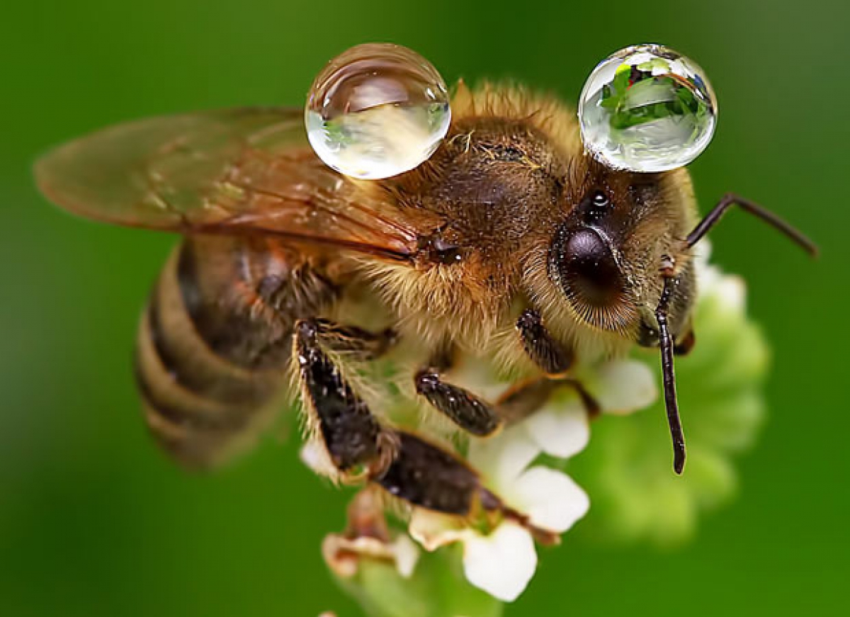 Νότια Αφρική: 1 εκατομμύριο νεκρές μέλισσες στο Κέιπ Τάουν