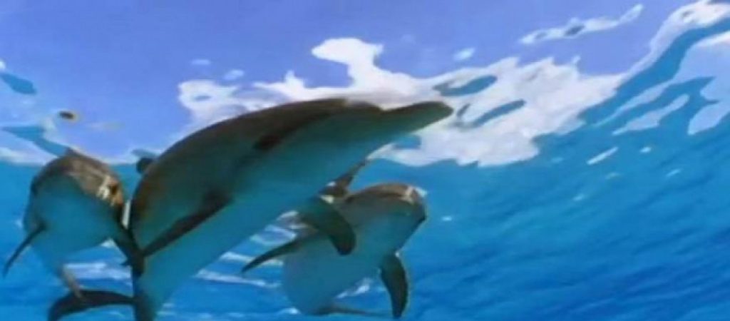Ν. Ζηλανδία: Η θάλασσα ξέβρασε 150 νεκρά μαυροδέλφινα (βίντεο)