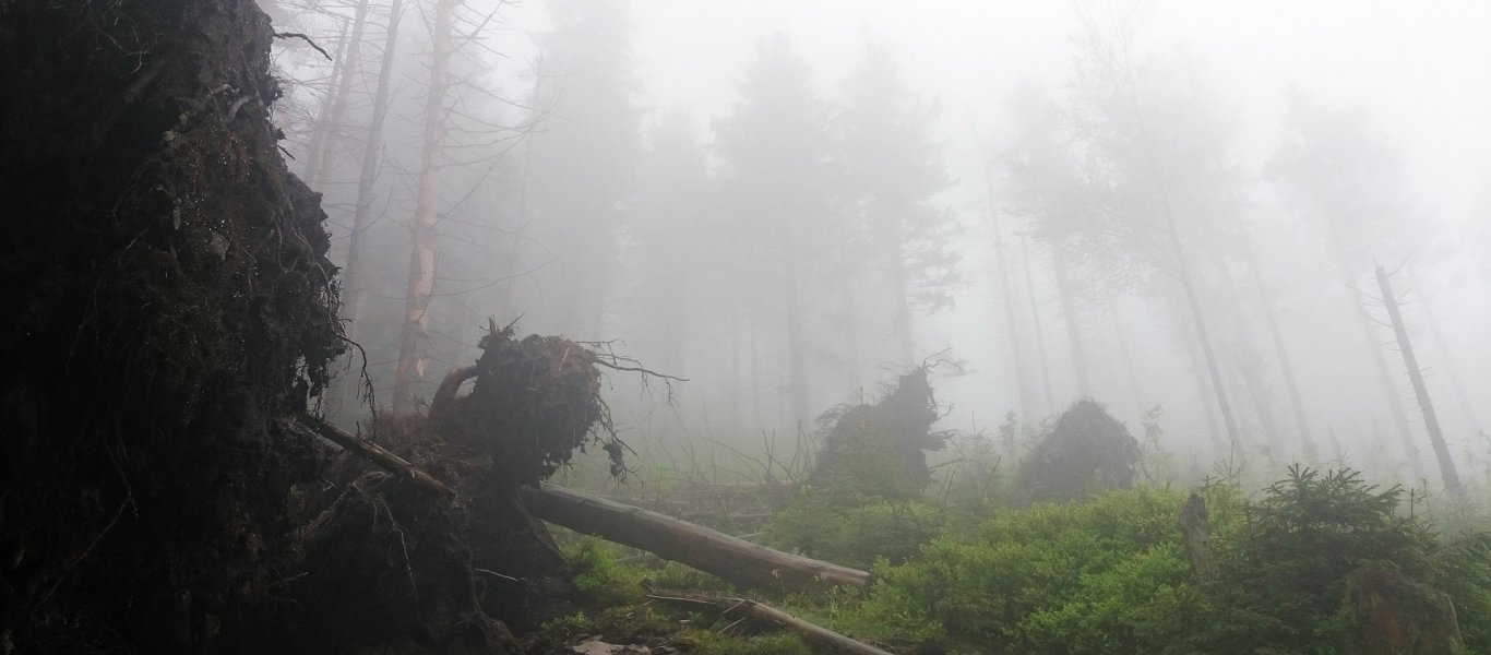 Ακόμα τρέμουν… Το στοιχειωμένο δάσος και οι κραυγές που παραπέμπουν σε ταινία θρίλερ… (βίντεο)