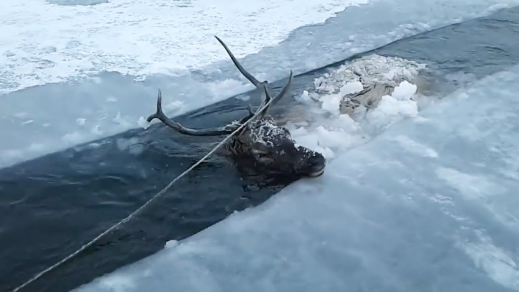 Συγκλονιστική διάσωση ελαφιού στην Σιβηρία – Πώς γλίτωσε τον βέβαιο θάνατο (βίντεο)