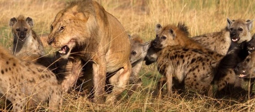 «Ένας, αλλά λέων» – 20 ύαινες επιτέθηκαν σε ένα λιοντάρι – Τι συνέβη; (βίντεο)