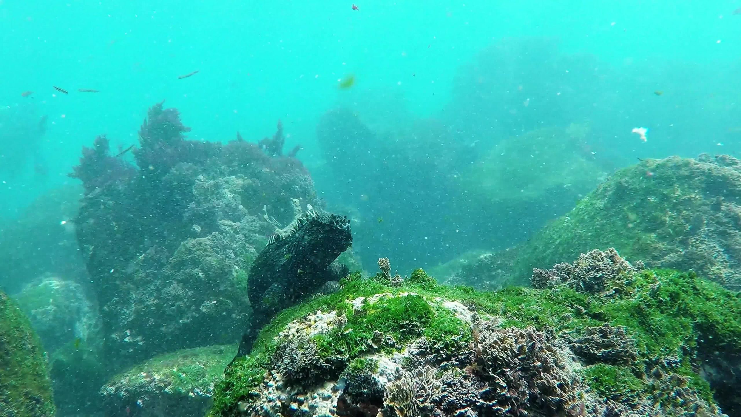 Iσως να μην γνώριζες την ύπαρξή του έως τώρα: Μοιάζει με προϊστορικό ζώο & βρίσκεται μόνο στα Νησιά Γκαλαπάγκος (βίντεο)