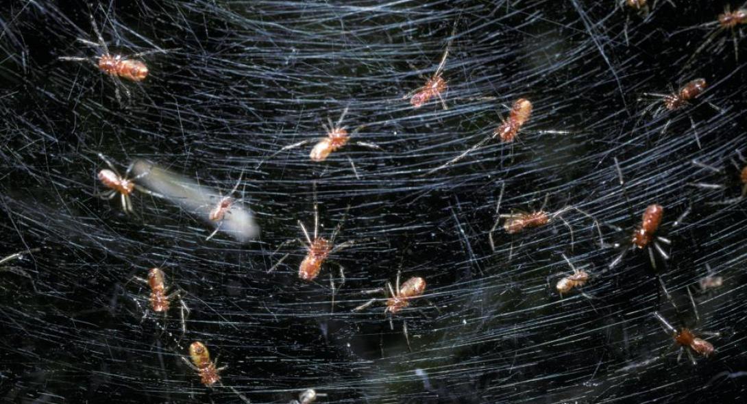 Σπάνιο είδος σφήκας μετατρέπει τις αράχνες σε… ζόμπι! (φώτο)