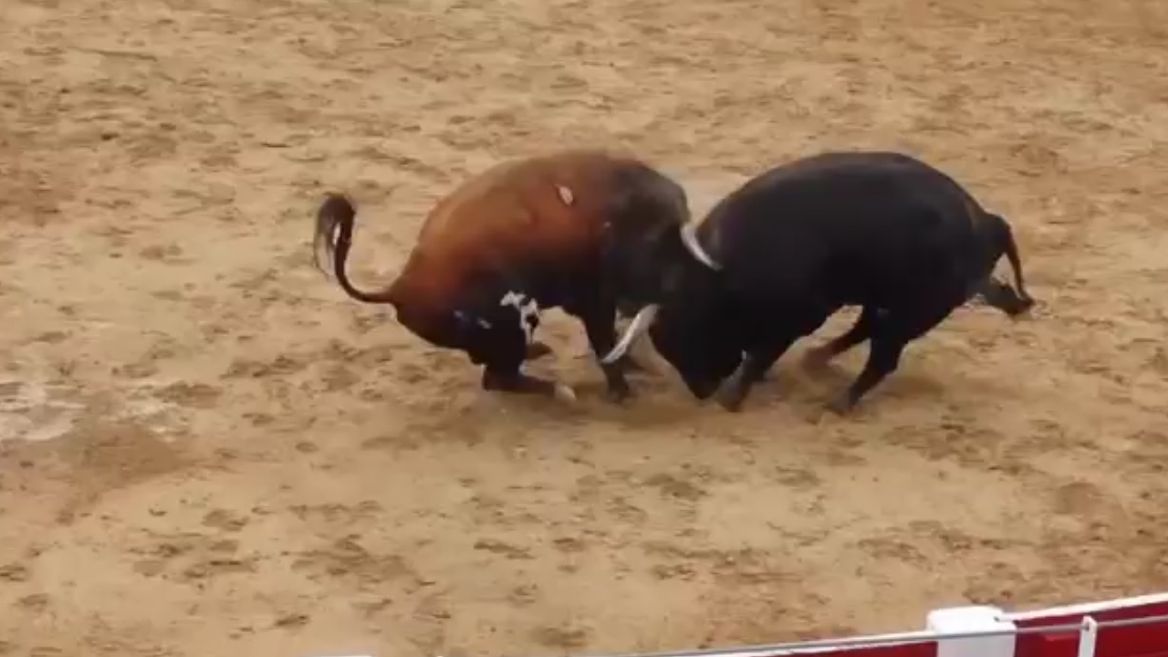 «Αν έχεις τύχη διάβαινε» – Δείτε πώς επιβίωσε αυτός ο ταύρος (βίντεο)