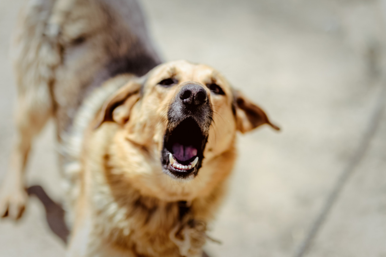 Θεσσαλονίκη: Ποινή φυλάκισης 24 μηνών και πρόστιμο 5.300 ευρώ – Τραυμάτισε θανάσιμα αδέσποτο σκυλί