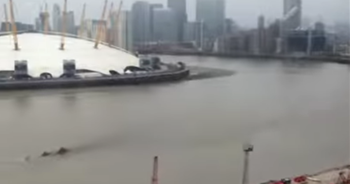 Το μυστηριώδες πλάσμα που εμφανίστηκε στον Τάμεση – Δείτε το βίντεο