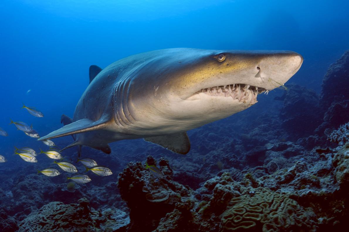 Τίγρης καρχαρίας εναντίον σφυροκέφαλου καρχαρία σε άγρια μονομαχία (βίντεο)