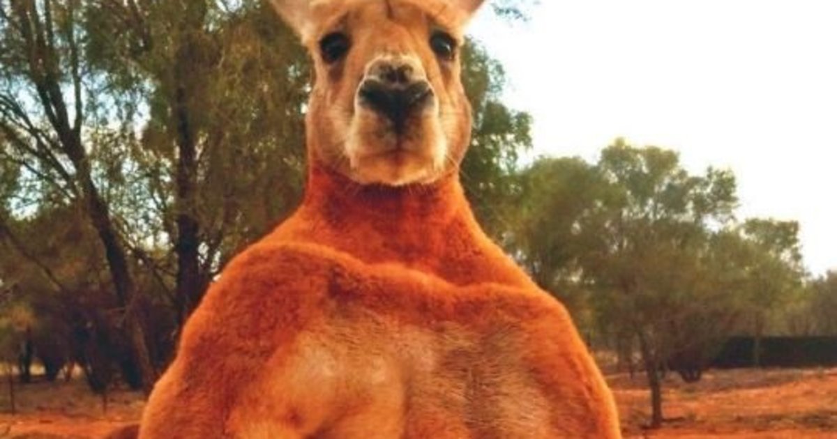 Πέθανε ο «Σβαρτσενέγκερ» των καγκουρό – Το πιο μυώδες καγκουρό στον κόσμο (φωτο)