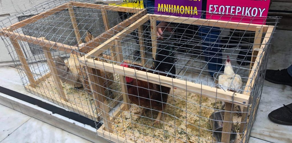 Γιατροί και νοσηλευτές διαμαρτύρονται έξω από το Υπ. Υγείας μαζί με…πτηνά – Στο κλουβί με τα κοκόρια η κυβέρνηση