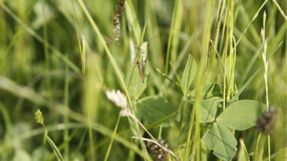 Drones ψέκασαν τον Άγιο Ευστράτιο και έπεσαν νεκρές 175 εκατ. ακρίδες