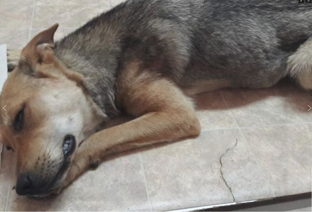 Κιλκίς: Άντρας προσπάθησε να θανατώσει σκυλιά- Τους πέταξε λουκάνικα «γεμισμένα» με μεγάλες βίδες (φωτο)