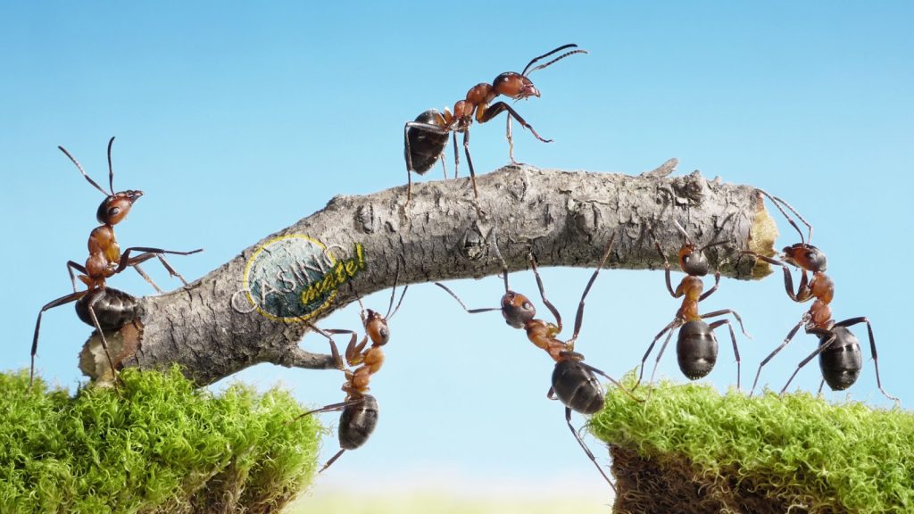 Το μυρμήγκι «Δράκουλας» μόλις «έκλεψε» το ρεκόρ του πιο γρήγορου ζώου από το τσιτάχ (φωτο)