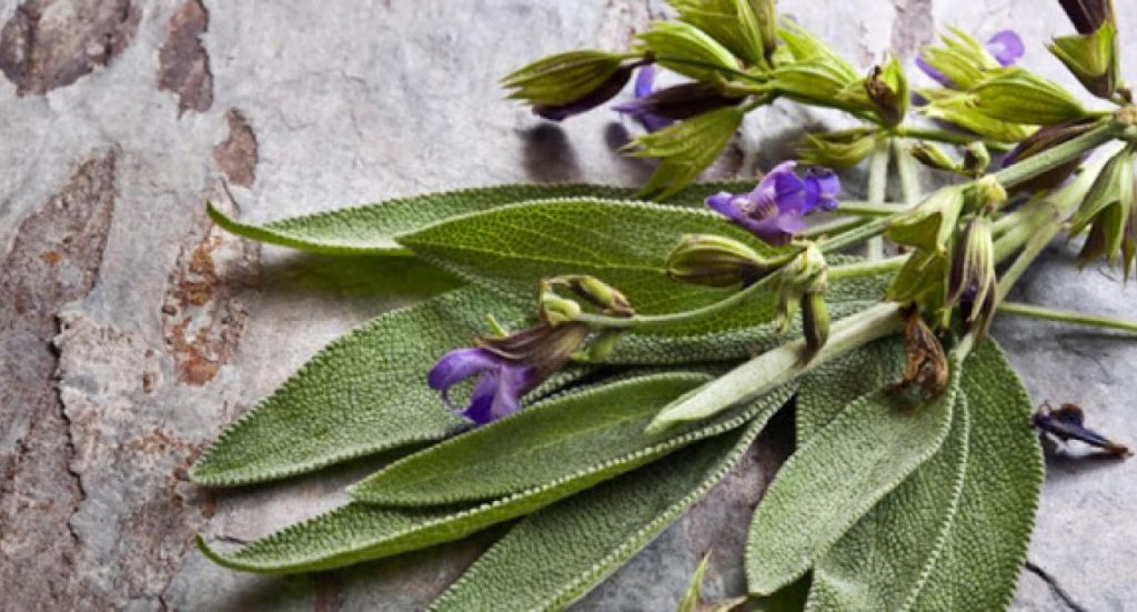 Φασκόμηλο: Επτά θαυματουργές ιδιότητες στον ανθρώπινο οργανισμό που σίγουρα δεν γνωρίζατε