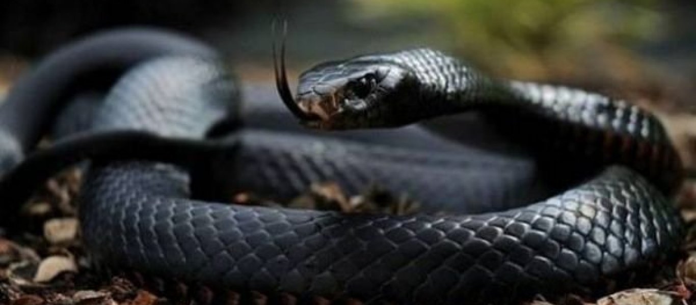 Περίεργο φίδι τρελάθηκε και… αυτοκτόνησε! (βίντεο)