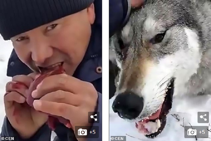 Κυνηγοί δολοφόνοι, εξοντώνουν μια αγέλη λύκων και τρώνε ωμή την καρδιά του αρχηγού (σκληρές φωτό & βίντεο)