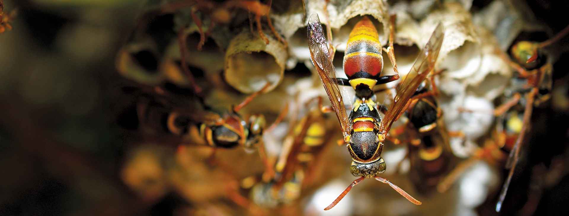 «Λυσσαλέα» μάχη σφήκας με κατσαρίδα πάνω σε… τραπέζι κουζίνας (βίντεο)